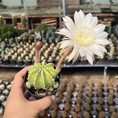 Echinopsis subdenudata pote 11 - comprar online