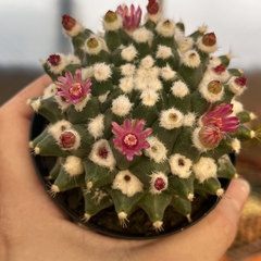 Mammillaria polythele pote 11 na internet