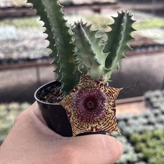 Huernia Zebrina pote 06 - comprar online