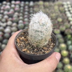 Oreocereus trolli pote 07 - comprar online