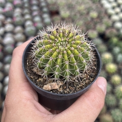 Acanthocalycium Spiniflorum pote 07 - comprar online