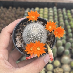 Rebutia Muscula pote 07 - comprar online