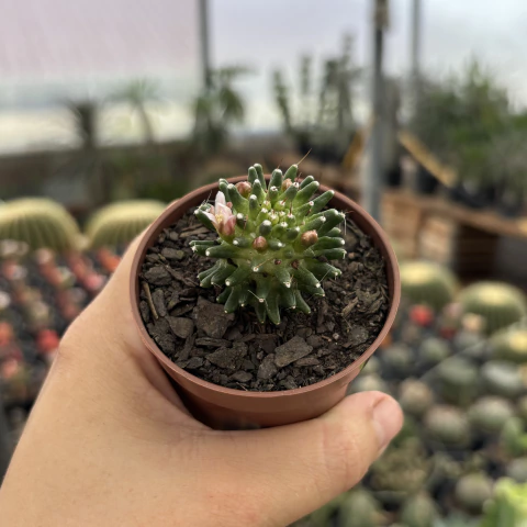 Mammillaria Painteri pote 07 - comprar online