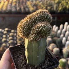 Mammillaria sp cristata