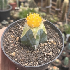 Gymnocalycium Amarelo enxertado pote 11 - comprar online