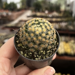Mammillaria schiedeana pote 06 na internet