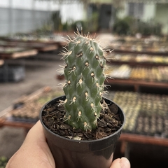 Cylindropuntia fulgida pote 06