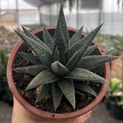 Gasteraloe Flow cuia 13