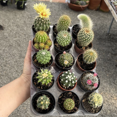 Kit de cactos 01 pote 06 - comprar online