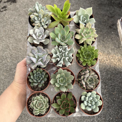 Kit de suculentas pote 06 - comprar online