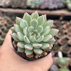 Echeveria Cuspidata Zaragoza pote 07 - comprar online