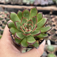 Echeveria Puli Lindsayana pote 07 - comprar online