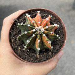 Gymnocalycium variegata 19 pote 09 - comprar online