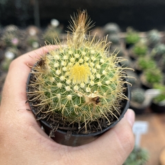 Parodia Aureinspina pote 07 - comprar online