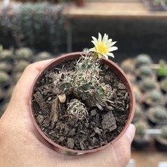 Turbinicarpus Colônia pote 07 - comprar online