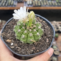 Gymnocalycium Mihanovichii pote 11 na internet