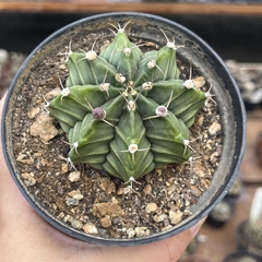 Gymnocalycium Mihanovichii pote 11 - comprar online