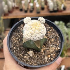 Astrophytum Asterias super Kabuto snow proliferum pote 11 - comprar online