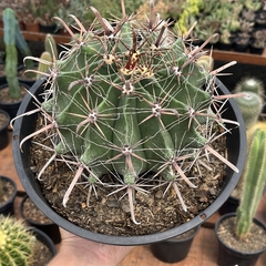 Ferocactus Horridus cuia 21 - comprar online