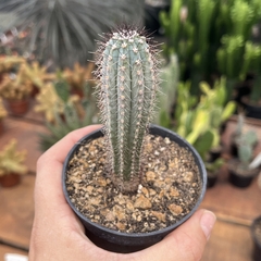 Pilosocereus Bradei pote 09 - comprar online