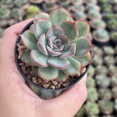 Echeveria Shira pote 07 - comprar online