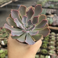 Echeveria Néon Breacks pote 07 - comprar online