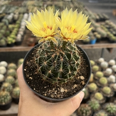 Hamathocactus setispinus pote 11 - comprar online
