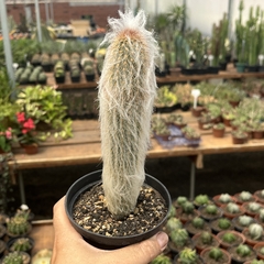 Espostoa Mirabilis Pote 11 - comprar online