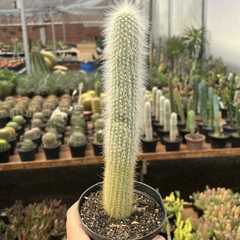 Cleistocactus Strausii pote 11 - comprar online