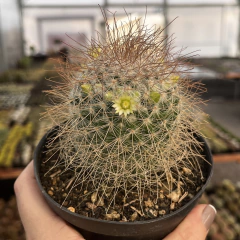Mammmillaria Leptacantha var rubrispina pote 11 - comprar online