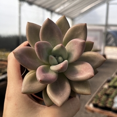 Pachyveria Rosy Crown pote 11