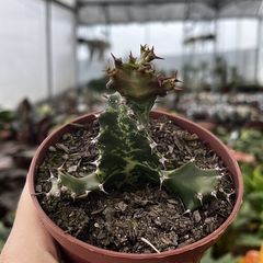 Euphorbia Tortillis pote 11