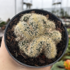 Mammillaria Prolifica Cristata Pote 11