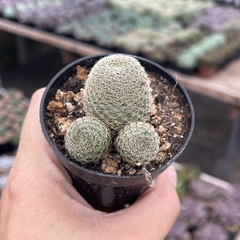 Rebutia Theresae pote 07 - comprar online