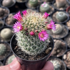 Mammillaria Ernestii Pote 07 - comprar online