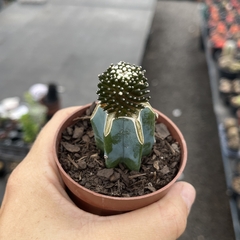 Mammillaria Luethyi pote 07 - comprar online