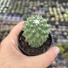 Mammillaria Toluca pote 06 - comprar online