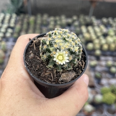 Mammillaria schiedeana pote 06 - comprar online