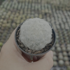 Mammillaria Plumosa pote 06 - comprar online