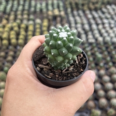 Mammillaria toluca- BRINDE - comprar online