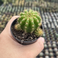 Echinopsis calochlora - BRINDE - comprar online