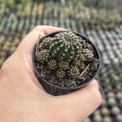 Lobivia Arachnacantha - BRINDE - comprar online