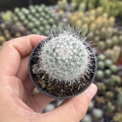 Mammillaria Hahniana - BRINDE - comprar online