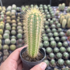 Pilosocereus Pachycladus- BRINDE - comprar online