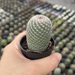Mammillaria matudae - BRINDE - comprar online
