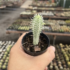 Euphorbia mamilaris variegata- BRINDE - comprar online