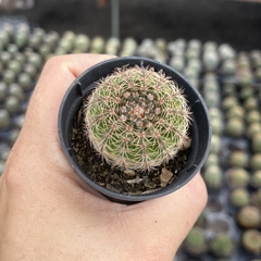 Parodia linkii pote 06 - comprar online