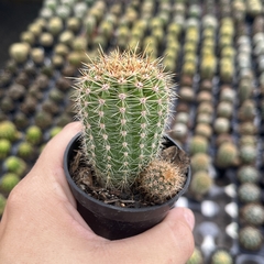 Echinopsis flores coloridas- BRINDE - comprar online