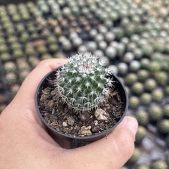 Mammillaria Orccuti pote 06 - comprar online