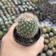 Mammillaria Backebergiana-BRINDE - comprar online